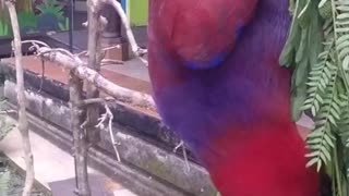 Hanging out with cage-free birds / Bali Zoo