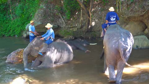 Person Washing Elephant In River Before Show At Farm