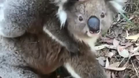 Koala with babyy loving human and wildlife