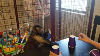 Little Boy Plays a Slight of Hand Game With a Monkey! Will the Monkey Win?