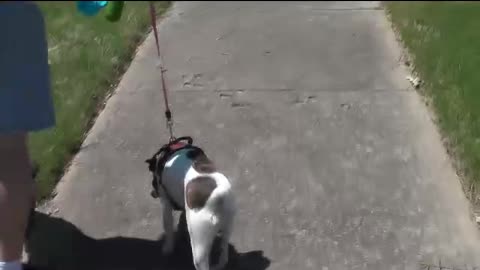 Rabbitgoo No Pull Dog Harness with walk