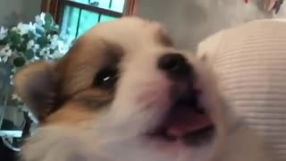 Puppy utterly shocked when kissed goodnight