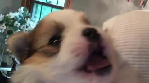 Puppy utterly shocked when kissed goodnight