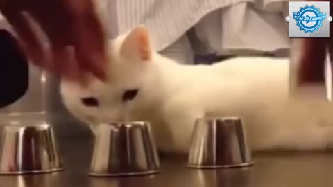 Funny Cat Video - Smartest Cat in The World 2015