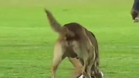 Dog Steals Football In Mexico _ 10 News First #shorts #football #dog
