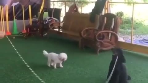 Amazing dog play with others