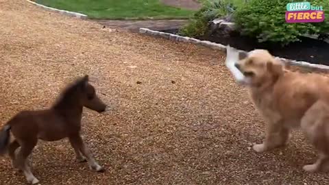 Mini Horse Tries So Hard To Make His Very First Friend | The Dodo Little But Fierce