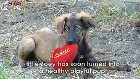 Stray German shepherd pup get rescued