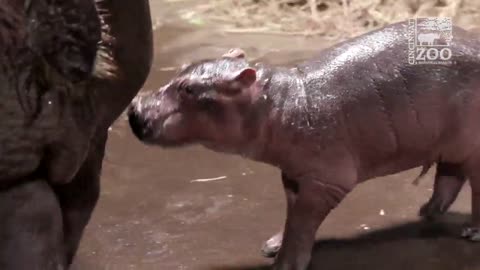 Cincinnati Zoo narrows baby hippo names down to two