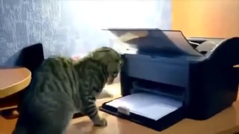 Purr-fectly Hilarious: Cats Funny Videos Compilation