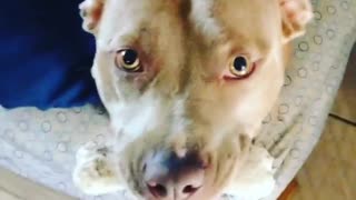 Beautiful Pitbull tells owner about her awesome bone