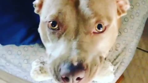 Beautiful Pitbull tells owner about her awesome bone