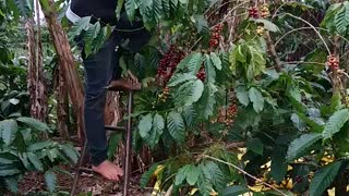the process of harvesting coffee Part 2
