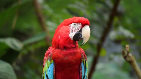 Real colourful Parrot short video