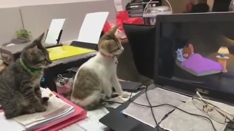 Amazing Video of Cats Watching Cartoons!