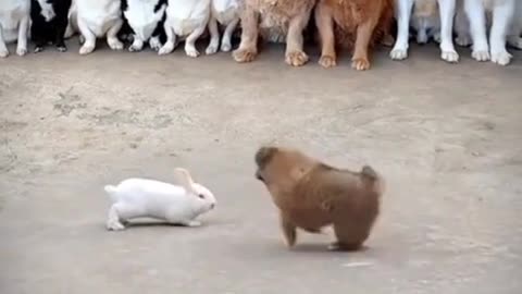Rabbit Vs small dog