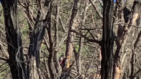 A woodpecker is pecking a hole in a tree.