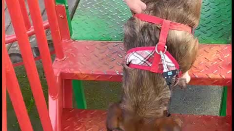 Lovely dog is discovering playground