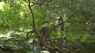 Lovely Mother Kereru Pigeon Sitting on Tree