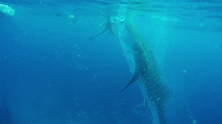 The World's Largest fish - Whale Shark - Philippines top tourist attraction