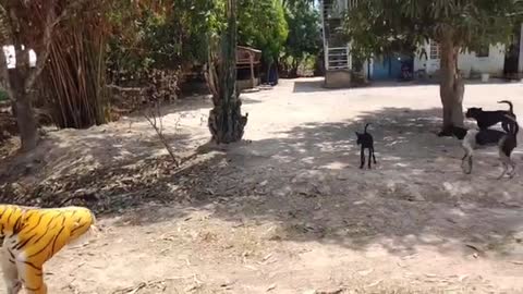Fake tiger prank Dog run faster