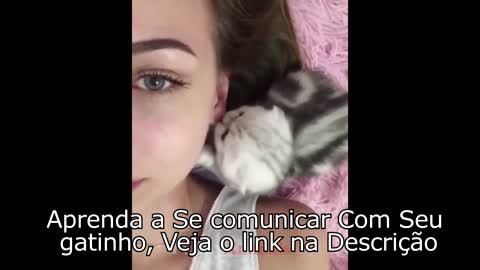 Gatinhos Fofos e Engraçados -lindos gatitos -可爱的小猫