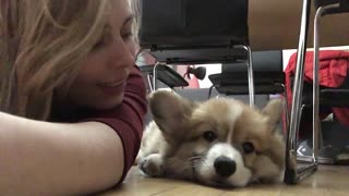 Corgi puppy unimpressed with owner's affection