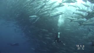 shoal mullet snappers on Malpelo 🤿😱🐟