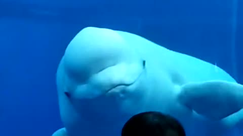 Beluga Whale Comes in Close to Say Hello