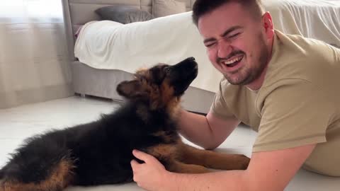 German Shepherd Puppy Confused by Playing with Dad