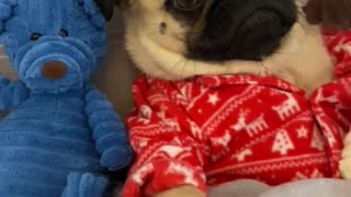Cute Pug blends in with Teddy friends