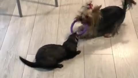Pup & ferret best friends play tug-of-war. Full credit to Donny yorkie