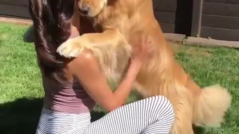 Golden Retriever Dog & Owner Like Hugs ~ They Both Can't Get Enough