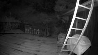 Raccoons climb up ladders