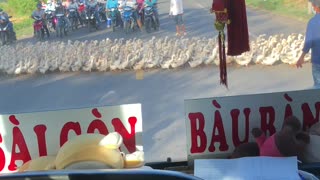 Traffic Stopped by Gigantic Paddle of Ducks