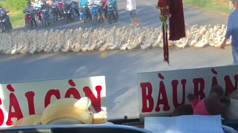 Traffic Stopped by Gigantic Paddle of Ducks