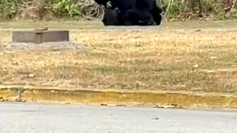 Young Black Bears Playfully Wrestle