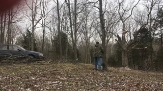 How not to fall a tree