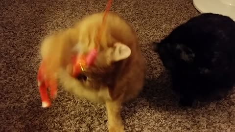 Kitties get excited to play before bed