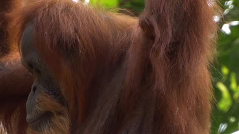 Orang Utan Ape Zoo Borneo