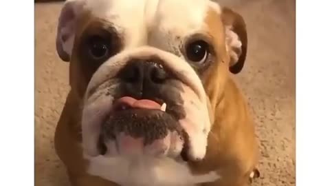 Funny Funny Dog