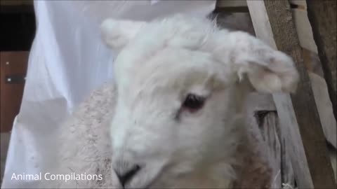 Baby lamb goes Baa