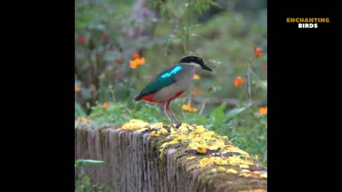 Beautiful Bird in Nature - South America