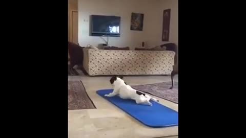 funny animals cats and dogs
