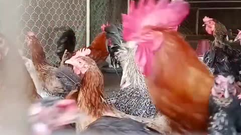 viral hog #shorts #viral #rooster #aseel #trending #reels #india #share