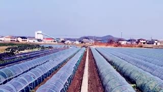 Hidroponik-Modern agriculture vegetable plantation in Japan