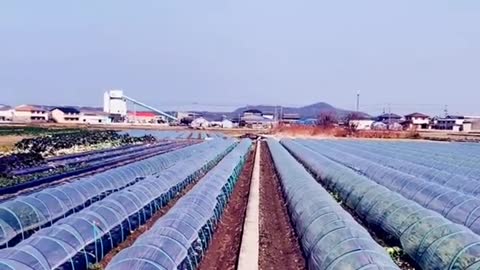 Hidroponik-Modern agriculture vegetable plantation in Japan