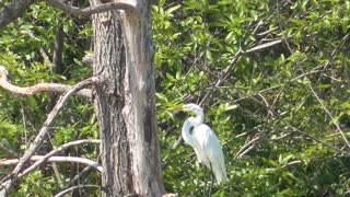 283 Toussaint Wildlife - Oak Harbor Ohio - Egret Takes A Rest In A Tree