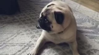 Small pug is scared of stuffed brown bear