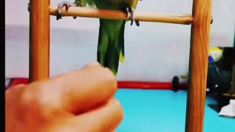 parrot playing with a stick stand